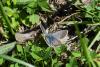 Aricia nicias